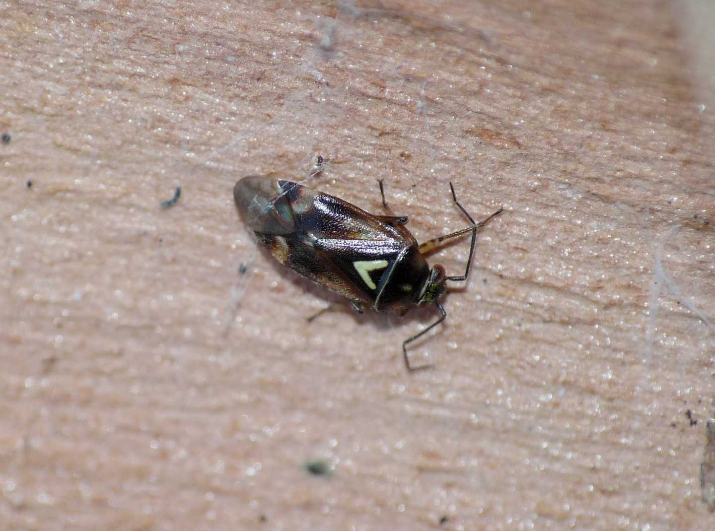 Miridae: Orthops basalis di Ostia antica sotto eucalipto